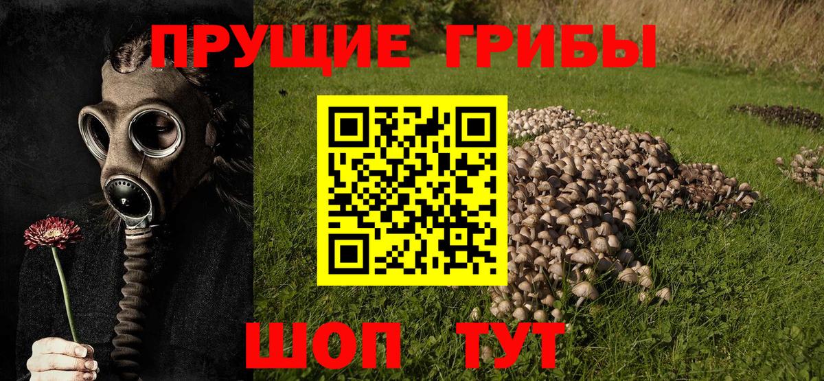 Галлюциногенные грибы Psilocybe Усть-Илимск